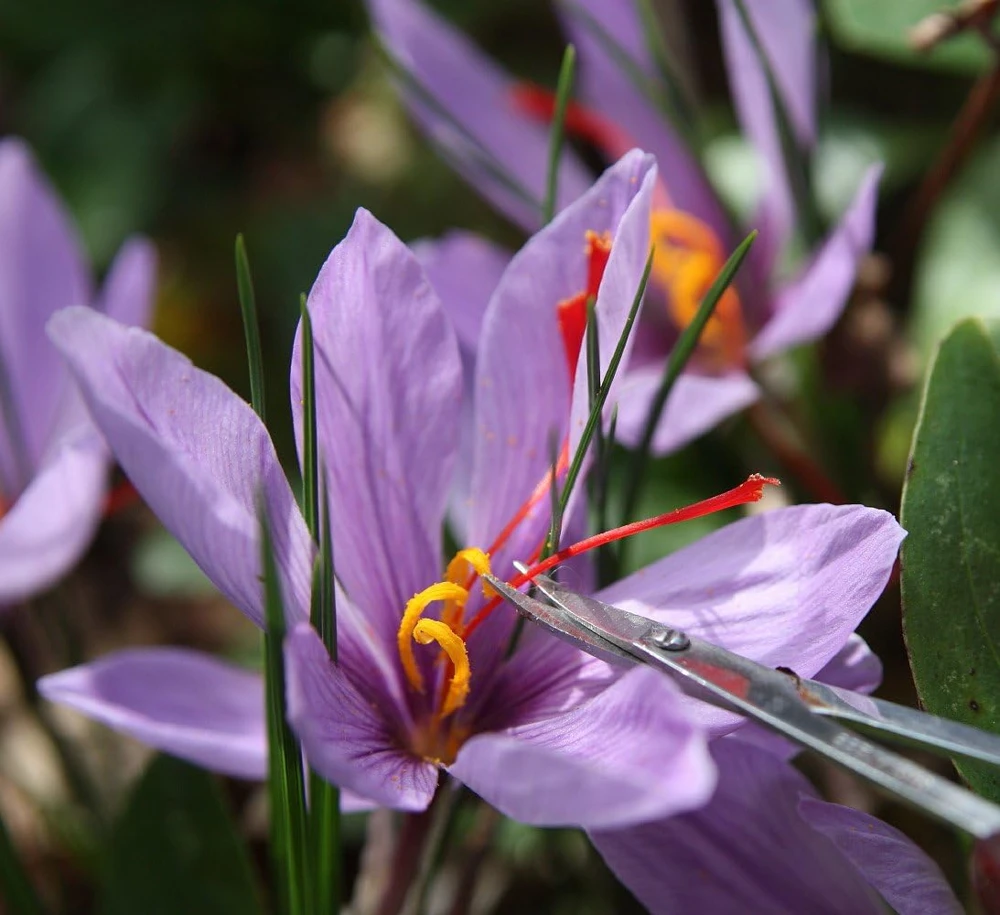Saffron Crocus Bulbs - 500 Count - Crocus Sativus + Bulb Food - Fall Blooming - Image 6