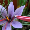 Saffron Crocus Bulbs - 500 Count - Crocus Sativus + Bulb Food - Fall Blooming - Image 1