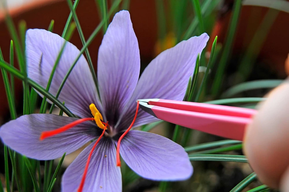 Saffron Crocus Bulbs - 500 Count - Crocus Sativus + Bulb Food - Fall Blooming - Image 1
