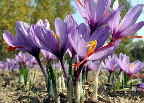 Saffron Crocus Bulbs - Crocus Sativus - 25 Count with Bulb Food - Image 3