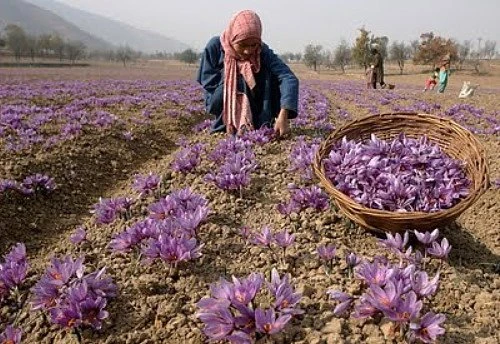 Saffron Crocus Bulbs - Crocus Sativus - 25 Count with Bulb Food - Image 4