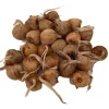 Saffron Crocus Bulbs - Crocus Sativus - 25 Count with Bulb Food - Image 1