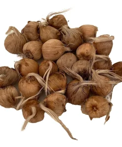 Saffron Crocus Bulbs - Crocus Sativus - 25 Count with Bulb Food - Image 1