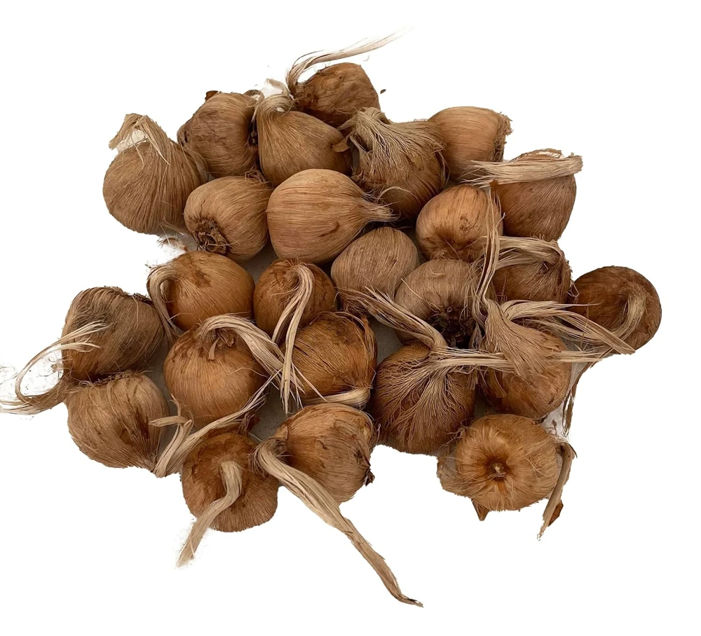 Saffron Crocus Bulbs - Crocus Sativus - 25 Count with Bulb Food - Image 1