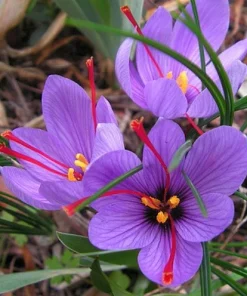 Saffron Crocus Bulbs - Crocus Sativus - 25 Count with Bulb Food - Image 7