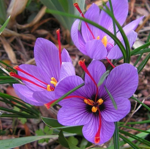 Saffron Crocus Bulbs - Crocus Sativus - 25 Count with Bulb Food - Image 7