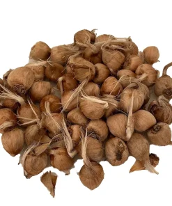Saffron Crocus Bulbs - Crocus Sativus - 50 Bulbs + Bulb Food - Fall Blooming - Image 1