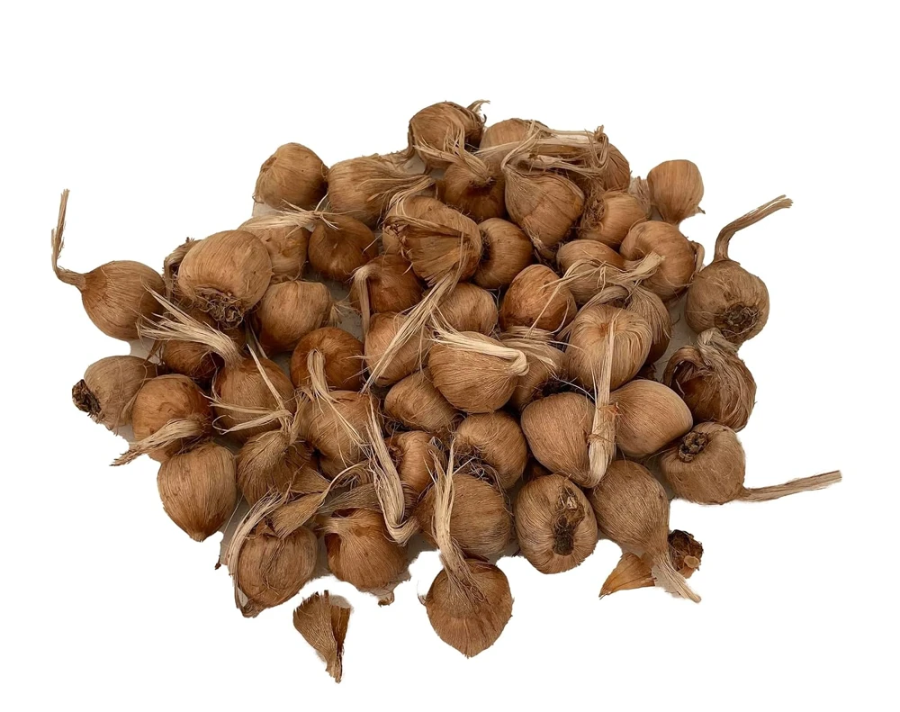 Saffron Crocus Bulbs - Crocus Sativus - 50 Bulbs + Bulb Food - Fall Blooming - Image 1