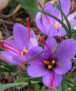 Saffron Crocus Seeds - 15+ Seed Pack for Edible Spice & Red Flowers - Image 2