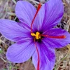Saffron Crocus Seeds - 15+ Seed Pack for Edible Spice & Red Flowers - Image 1