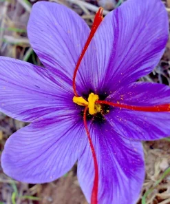 Saffron Crocus Seeds - 15+ Seed Pack for Edible Spice & Red Flowers - Image 1
