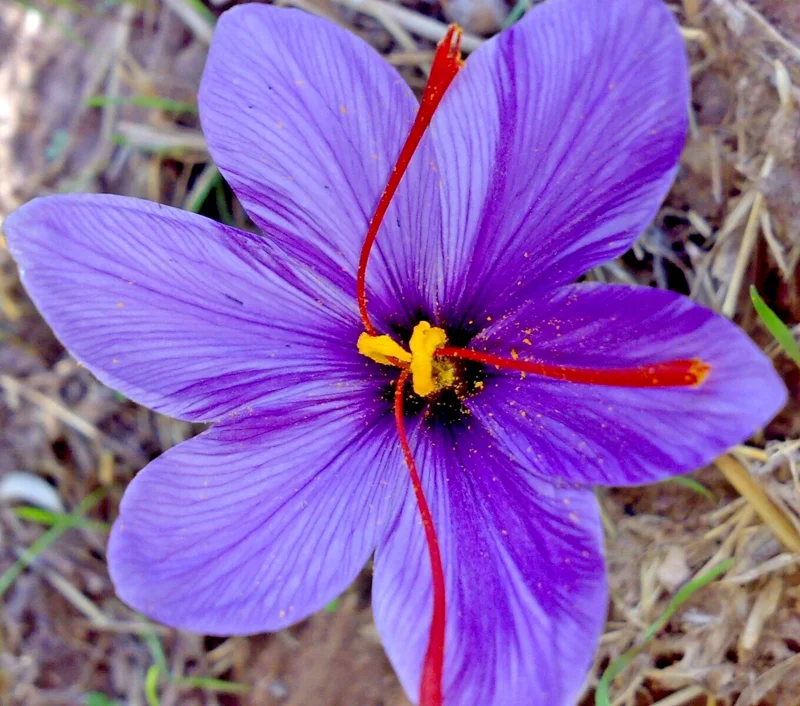 Saffron Crocus Seeds - 15+ Seed Pack for Edible Spice & Red Flowers - Image 1
