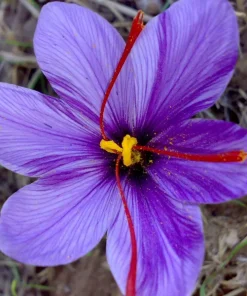 Saffron Crocus Seeds - 25+ Pack - Fresh Harvest for Culinary & Garden Use - Image 2