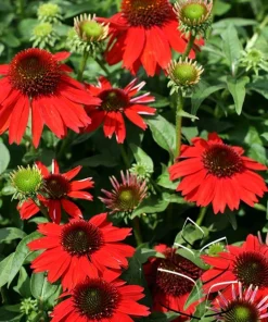Salsa Red Coneflower Live Plant – Echinacea Perennial – Gallon Pot – Outdoor - Image 2