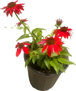 Salsa Red Coneflower Live Plant – Echinacea Perennial – Gallon Pot – Outdoor - Image 3