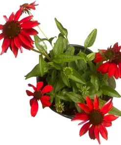 Salsa Red Coneflower Live Plant – Echinacea Perennial – Gallon Pot – Outdoor - Image 4