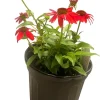 Salsa Red Coneflower Live Plant – Echinacea Perennial – Gallon Pot – Outdoor - Image 1