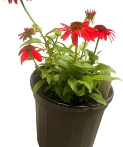 Salsa Red Coneflower Live Plant – Echinacea Perennial – Gallon Pot – Outdoor - Image 1
