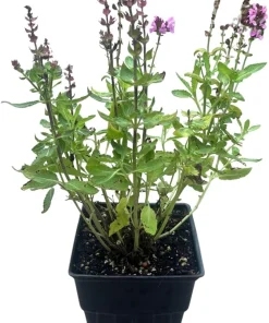 Salvia Meadow Sage Live Plant - Quart Pot - Deer Resistant - Zones 3-9 - Image 2