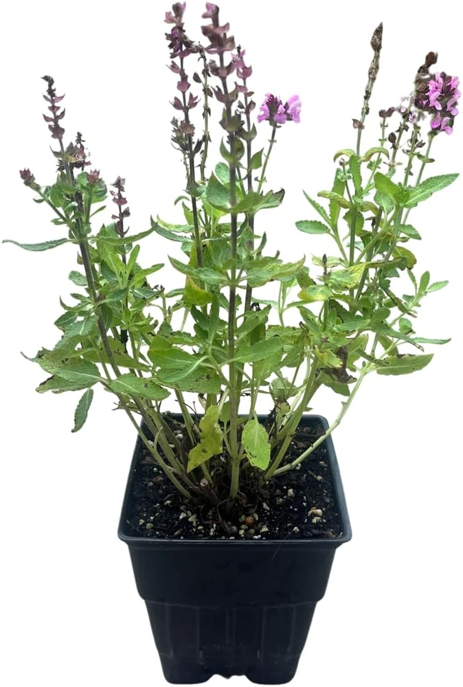 Salvia Meadow Sage Live Plant - Quart Pot - Deer Resistant - Zones 3-9 - Image 2