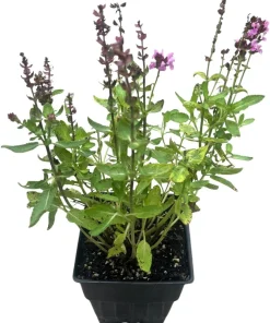 Salvia Meadow Sage Live Plant - Quart Pot - Deer Resistant - Zones 3-9 - Image 3