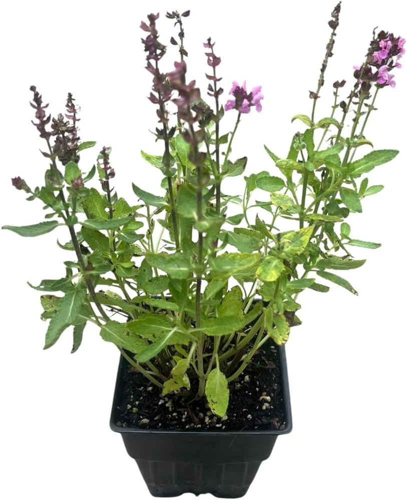 Salvia Meadow Sage Live Plant - Quart Pot - Deer Resistant - Zones 3-9 - Image 3