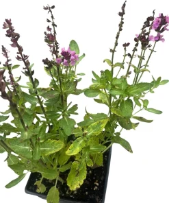 Salvia Meadow Sage Live Plant - Quart Pot - Deer Resistant - Zones 3-9 - Image 4