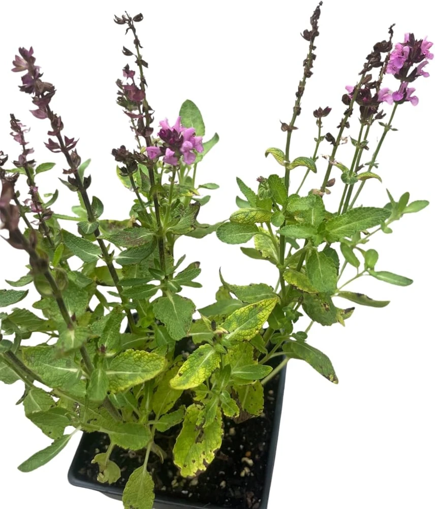 Salvia Meadow Sage Live Plant - Quart Pot - Deer Resistant - Zones 3-9 - Image 4