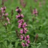 Salvia Meadow Sage Live Plant - Quart Pot - Deer Resistant - Zones 3-9 - Image 1
