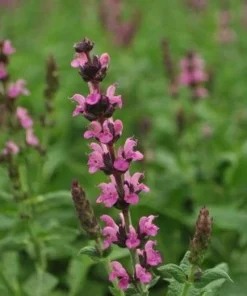 Salvia Meadow Sage Live Plant - Quart Pot - Deer Resistant - Zones 3-9 - Image 1