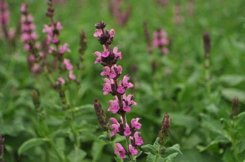 Salvia Meadow Sage Live Plant - Quart Pot - Deer Resistant - Zones 3-9 - Image 1
