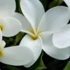 Samoan Fluff Plumeria Live Plant Cutting - Frangipani 12-16" - Fragrant Flowers - Image 1