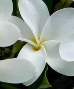 Samoan Fluff Plumeria Live Plant Cutting - Frangipani 12-16