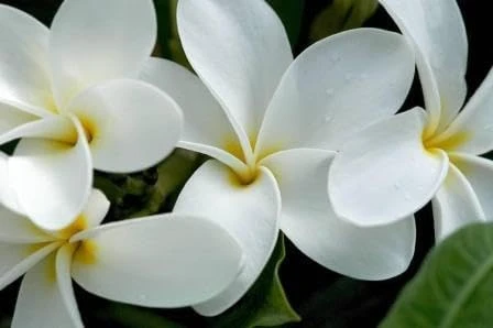 Samoan Fluff Plumeria Live Plant Cutting - Frangipani 12-16" - Fragrant Flowers - Image 1