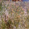 Sand Sedge Live Plant (Carex perdentata) - 1 Gallon Pot - Outdoor Grass Substitute - Image 1