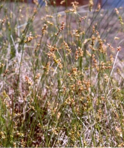 Sand Sedge Live Plant (Carex perdentata) - 1 Gallon Pot - Outdoor Grass Substitute - Image 1