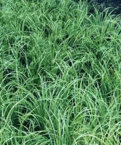Sand Sedge Live Plant (Carex perdentata) - 1 Gallon Pot - Outdoor Grass Substitute - Image 2