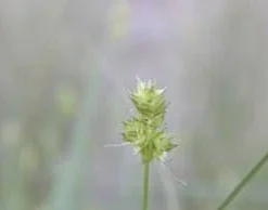 Sand Sedge Live Plant (Carex perdentata) - 1 Gallon Pot - Outdoor Grass Substitute - Image 3