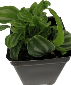 Sandersii Peperomia Live Plant – 2.5 inch Pot – Indoor Houseplant - Image 2