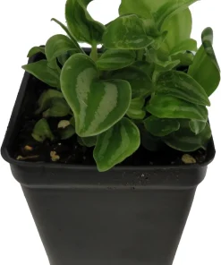 Sandersii Peperomia Live Plant – 2.5 inch Pot – Indoor Houseplant - Image 3