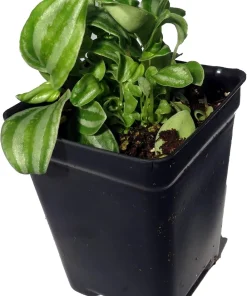Sandersii Peperomia Live Plant – 2.5 inch Pot – Indoor Houseplant - Image 4