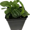 Sandersii Peperomia Live Plant – 2.5 inch Pot – Indoor Houseplant - Image 1