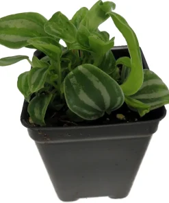 Sandersii Peperomia Live Plant – 2.5 inch Pot – Indoor Houseplant - Image 1