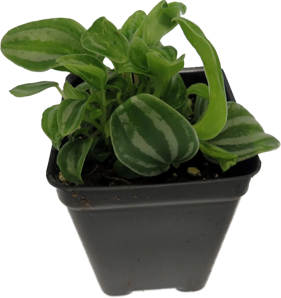 Sandersii Peperomia Live Plant – 2.5 inch Pot – Indoor Houseplant - Image 1