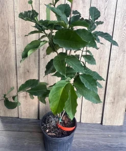 Sandrocum Koetjape in 10" Pot, cotton fruit buah kecapi, sentul, santol - Image 2