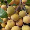 Sandrocum Koetjape in 10" Pot, cotton fruit buah kecapi, sentul, santol - Image 1
