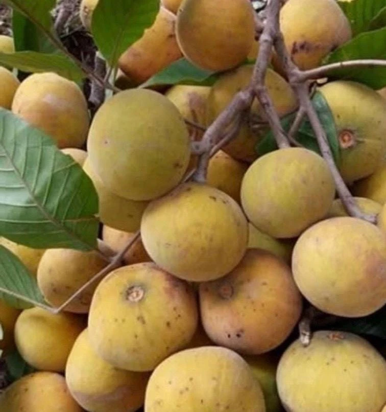 Sandrocum Koetjape in 10" Pot, cotton fruit buah kecapi, sentul, santol - Image 1