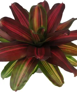 Sangria Red Wine Neoregelia Live Plant – Bromeliad Houseplant – 6" Pot - Image 2