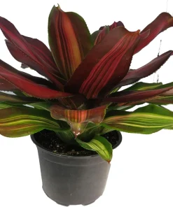Sangria Red Wine Neoregelia Live Plant – Bromeliad Houseplant – 6