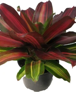 Sangria Red Wine Neoregelia Live Plant – Bromeliad Houseplant – 6